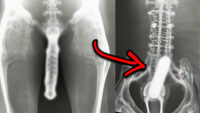 15 Strangest Things Discovered By X-Rays