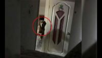 A Man Noticed That His Dog Watched Him Sleep Each Night Then He Realized The Heartbreaking Truth