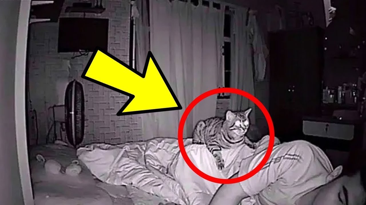 Cat Wont Stop Staring At Dad All Night, Dad Checks Video And Realizes Why