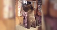 Cute Domestic Bear Wraps Owner In A Big Cuddly ‘Bear-Hug’